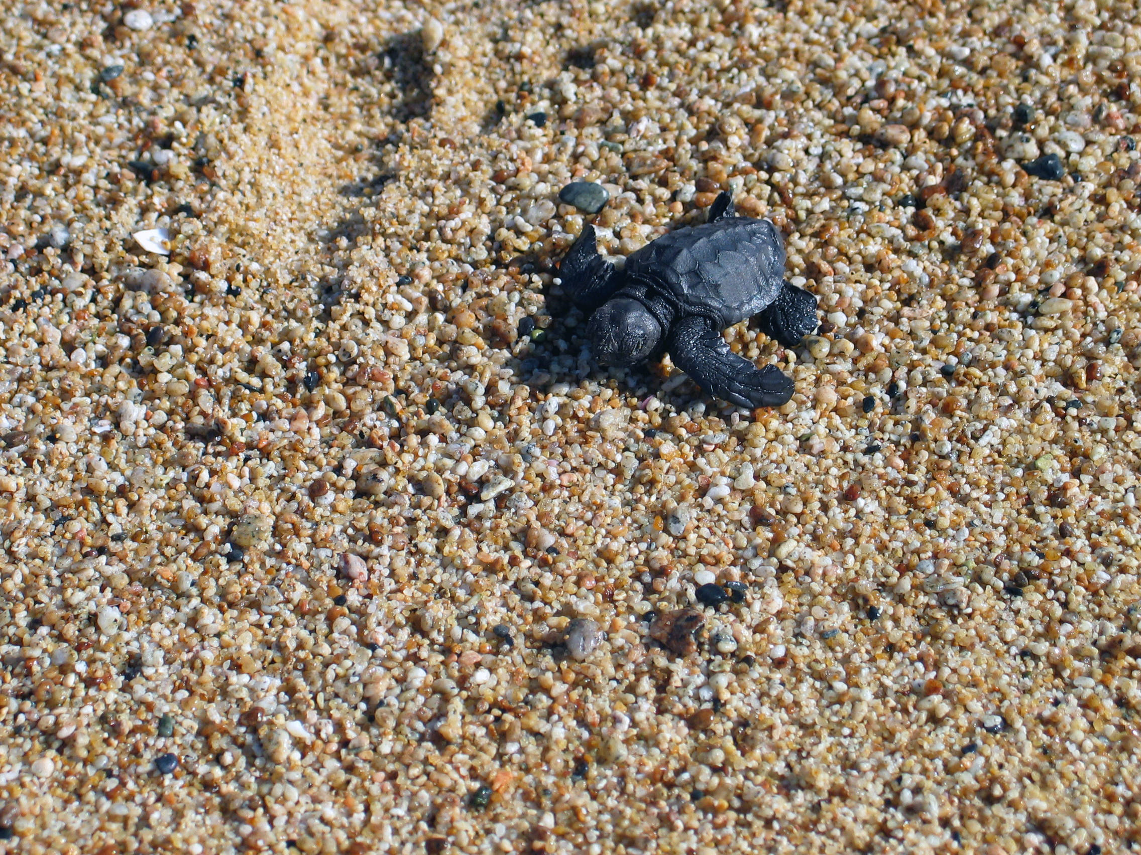 Baby Schildkröte in Mexiko