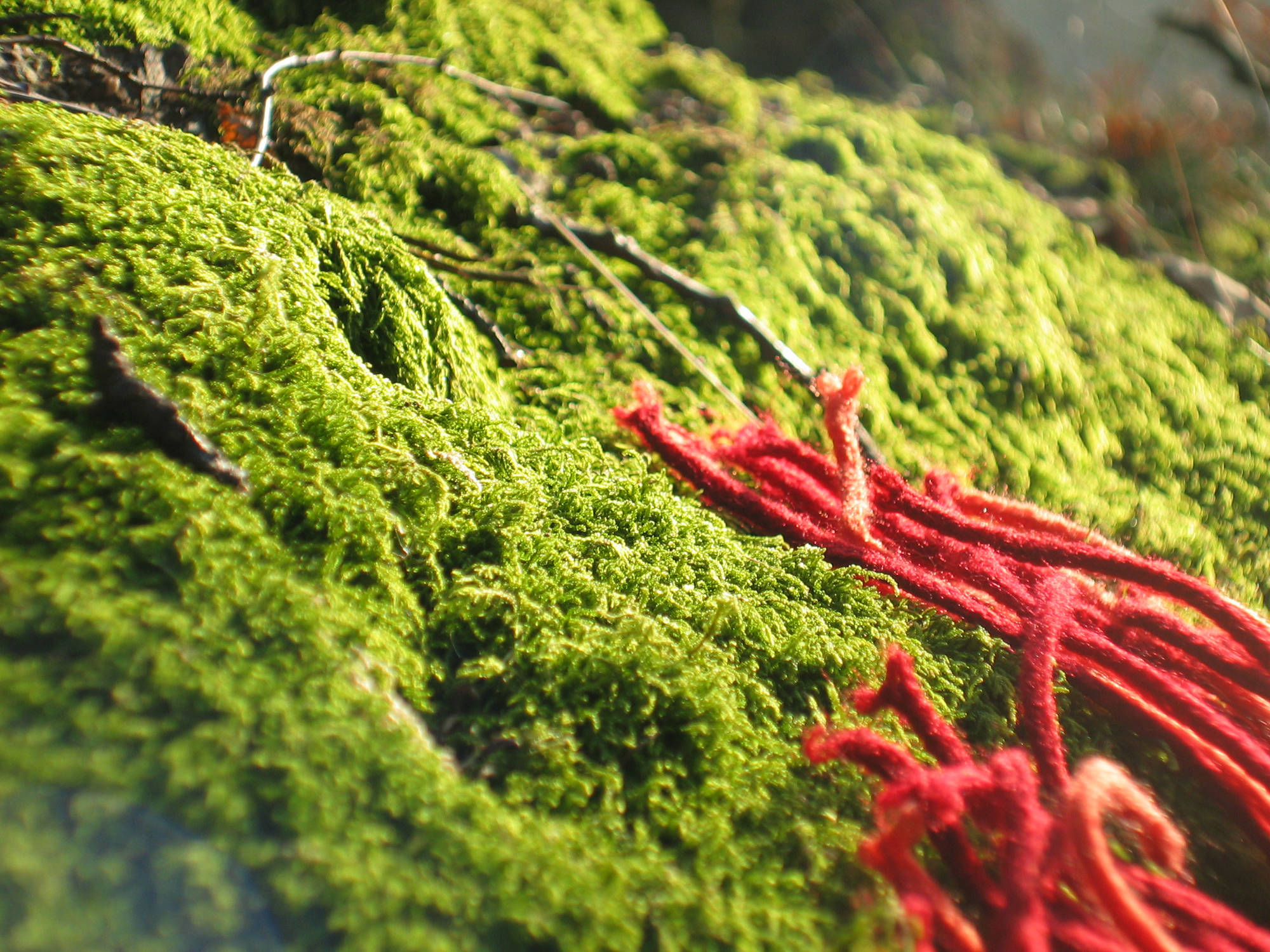 Moos im Wald
